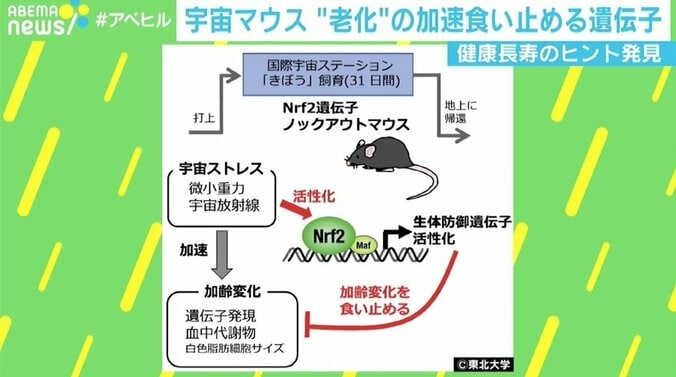 世界初の全匹帰還 “宇宙マウス”研究に健康長寿のヒント 遺伝子研究家「不老長寿に資するような成分・薬の開発期待も」 2枚目