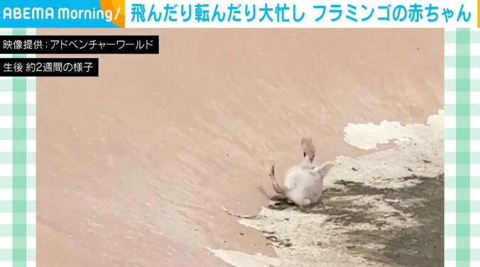 フラミンゴの赤ちゃん