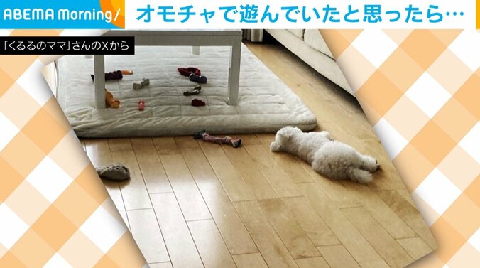 トイプードルのくるるくん