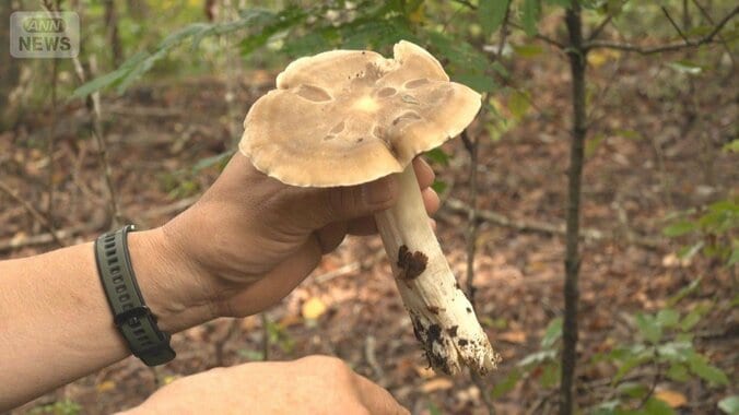 「状態は良い」キノコ大発生 雨で“食用と毒”の区別難化 水分で模様に変化【詳細版】 1枚目