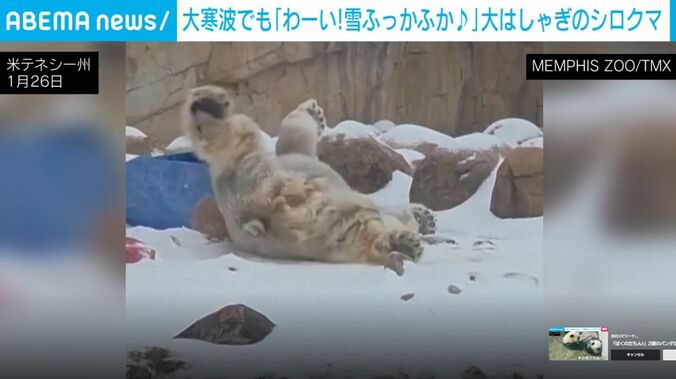 雪の上を転がるシロクマ