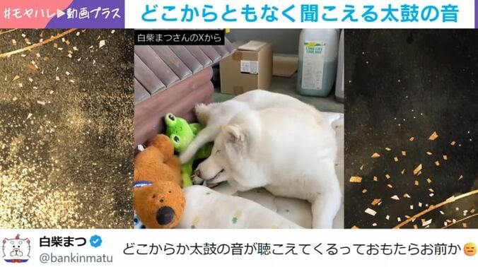 柴犬の「まつ」ちゃん（15歳）