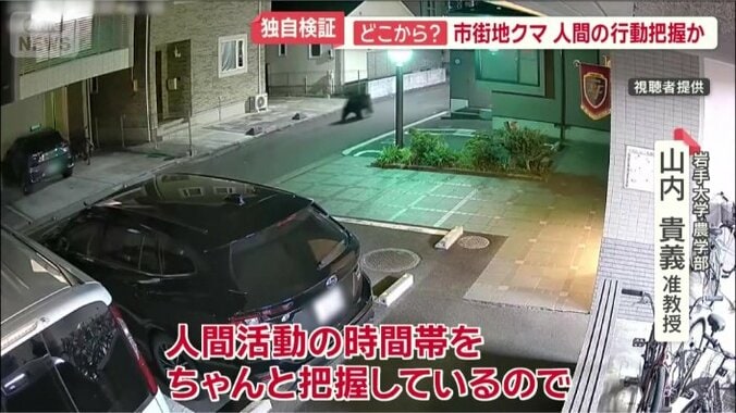 夜間に行動するクマ