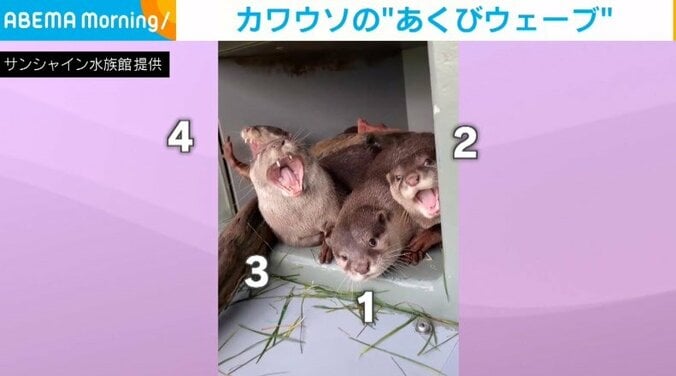 「伝染かわいいw」カワウソたちの“あくびウェーブ”に反響 1枚目