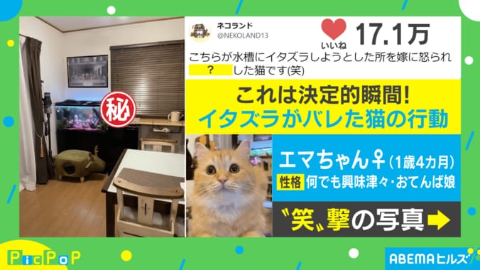 「腰が引けてる」“いいね”17万超え!! イタズラがバレた猫の“人間みたいな行動”に大反響 1枚目