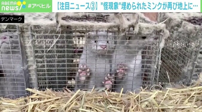 「ゾンビになったミンクが追いかけてくるぞ」 埋められた死体が地上に姿を現す“怪現象” デンマーク 1枚目