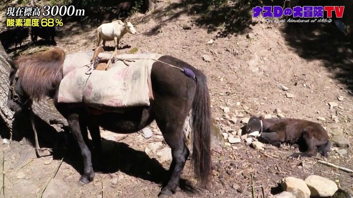 「幻の湖」を目指して…ナスD、死と隣り合わせのハードな旅路「よそ見したら終わり」