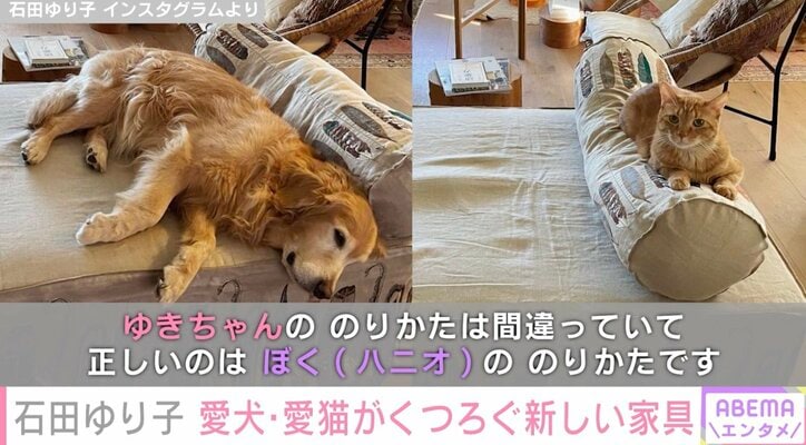 石田ゆり子、愛犬＆愛猫がくつろぐ新しい家具を披露し反響「広いお家はいいなぁ～ステキなのがどんどん置けて羨ましい」