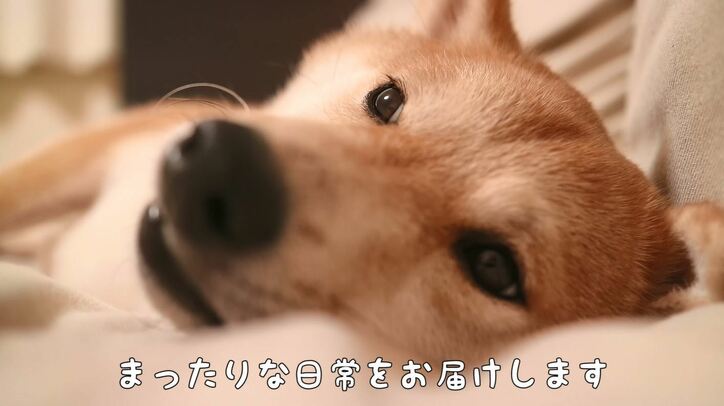「お尻出てるよ!」ふわもこ柴犬だいふく、家を買う? お散歩やおもちゃに大興奮