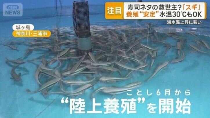 神奈川県城ケ島