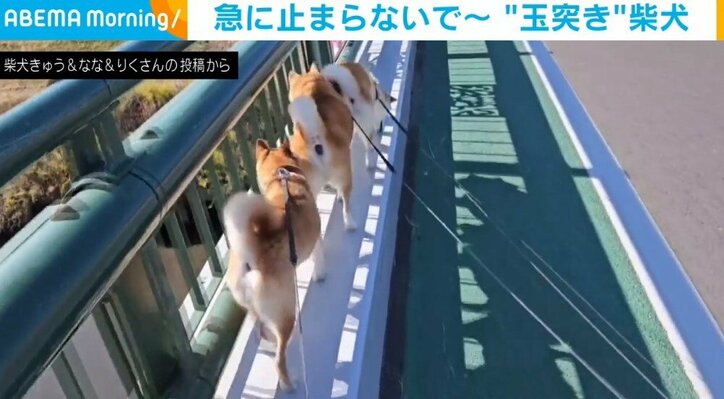 言いつけを守って並び歩く柴犬3匹にまさかの“事故” 散歩中に起きたコントのような光景に飼い主「見ていてあきません」