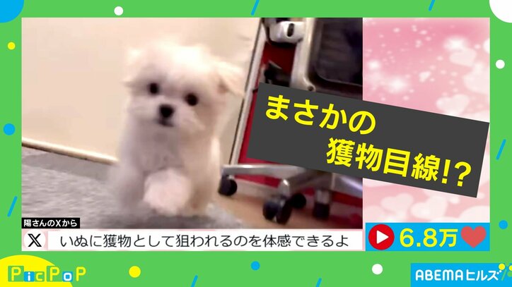 【写真・画像】まさかの“獲物目線”！？ 飛んで、跳ねて可愛く追いかけるイヌから逃げきれない！ 　1枚目