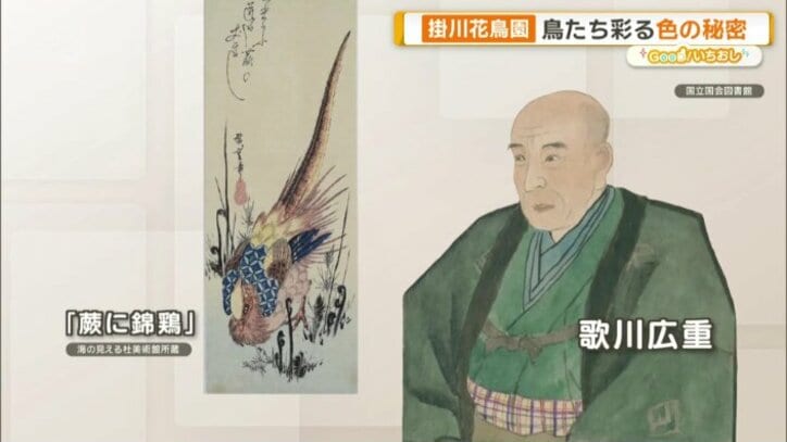 浮世絵にも描かれた極彩色の鳥