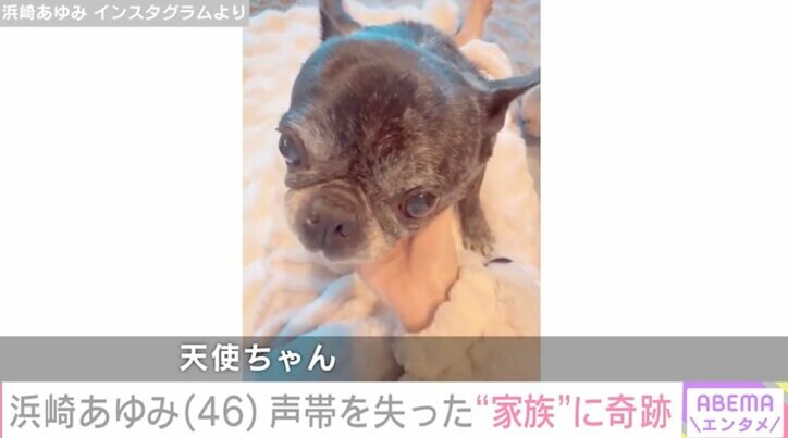【写真・画像】浜崎あゆみ「こんぶには声帯が無い。鳴かないように切られたから」声帯を失った愛犬の奇跡の瞬間を公開　2枚目