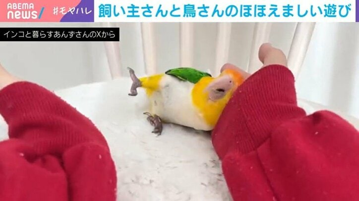 インコのとろろちゃん