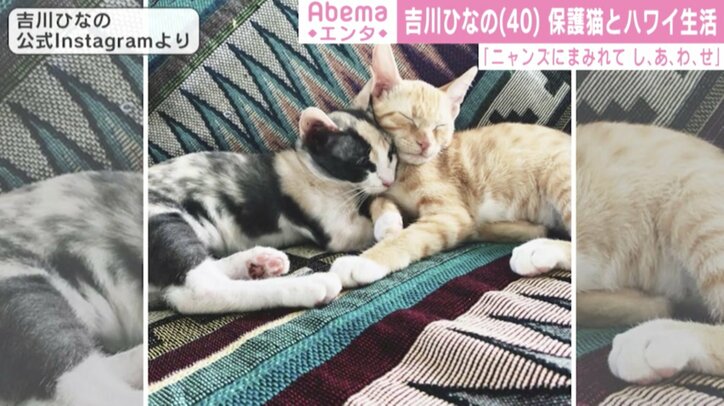 吉川ひなの、2匹の保護猫との幸せな日常 「可愛すぎます」「朝から癒されました」の声