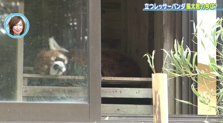 立つレッサーパンダ・風太くんの今! 人間年齢70歳でも可愛さは健在