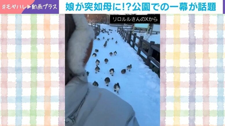 「娘。鴨の母になる」鴨の大群を引き連れて歩く姿に「鴨だけにカモーンってことですね」「めっちゃ付いてくるやんw」と反響