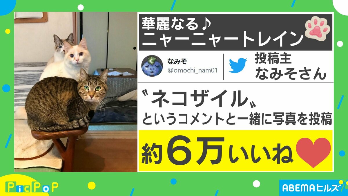 EXILEの人気曲を猫たちが再現!? ”ニャーニャートレイン”がTwitterで