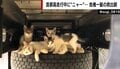尊い命を守る“猫バンバン”やってますか?「猫が絡んでベルトが切れたり、やけどをするなど痛ましい事態も」専門家が警鐘