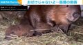 二足歩行でテクテクテクテク…！ 家造りの“資源運び”をするビーバーに「かわいい働きもの」の声