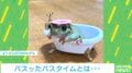 シャンプーハット“拒絶”の瞬間に大反響！ “カエル愛”あふれる飼い主を取材「魅力が少しでも伝われば」