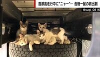 【映像】走行中の車から猫の鳴き声が