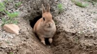 【映像】「あれ？」とキョトン顔するウサギ