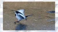 【映像】氷上で転びそうになる小鳥