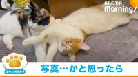 にゃんですか - 「にゃんですか」動かない編