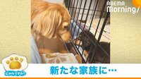 新たな家族にやきもち→“よしよし”と優しくなでる犬