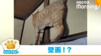 【映像】驚きの薄さを実現した猫