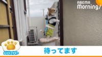 【映像】2本足で立って待ち伏せをするチワワ