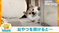 【映像】監視されてる!? 寝たまま見つめる柴犬