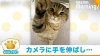 【映像】今にも“いい子いい子”してくれそうな猫 頭を差し出したくなる絶妙なポーズに反響続々