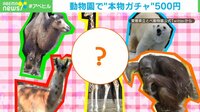 【映像】動物の毛が入っている“本物ガチャ” 予想を超える反響に