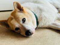 坂上忍『モリモリな男の子』