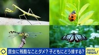 子どもの昆虫への残酷な行為に親は? 昆虫博士「経験として死なせるべき時も」