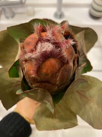 原田龍二の嫁『カインズへ』