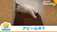 【映像】階段で“寝ながらアピール”する犬