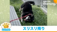 【映像】草地を独特な降り方する黒柴