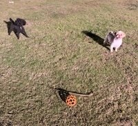 坂上忍『ブー太郎ＶＳエビテン』