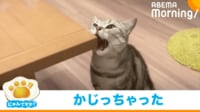 【映像】あくびをした直後に“変貌”する猫