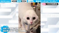 【映像】怒れば怒るほど顔が“まん丸”になる猫