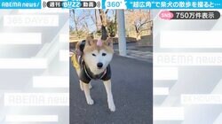 柴犬のお散歩動画→“超広角”カメラで撮影した様子が、SNSで話題！「世界の半分がこんな柴ちゃんだったらなあ」「お顔が気になって景色が全く入らんw」