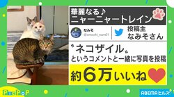 EXILEの人気曲を猫たちが再現!? ”ニャーニャートレイン”がTwitterで話題に「ぜひ、ライブしてほしい」