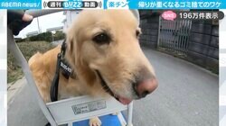 楽チンだワン！“行きより帰りが重い” ゴールデンレトリバーのゴミ捨て場散歩 「近所で見かけたい光景w」「私も押したい～～！」と話題沸騰