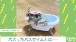 シャンプーハット“拒絶”の瞬間に大反響！ “カエル愛”あふれる飼い主を取材「魅力が少しでも伝われば」