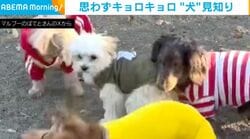 「犬怖いよー！」ドッグランで困惑する“犬見知り”のわんこ…知らない人に助けを求める姿に反響「可愛すぎ」「『助けて〜！』って顔してる」