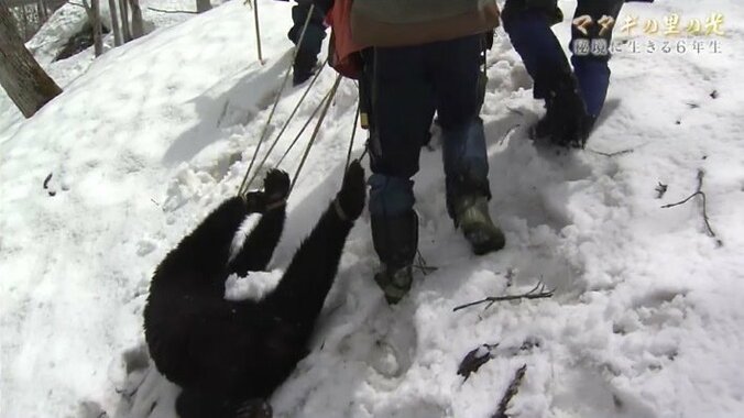 たった一人の卒業式…マタギ猟の伝統を受け継ぐ家系の小学6年生の1年間 3枚目